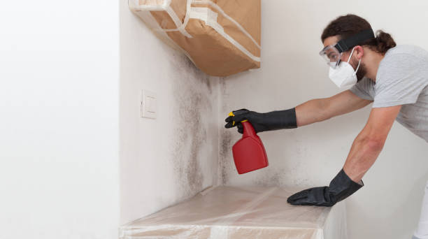 Professional Basement Mold Remediation technician working in Mineola, TX
