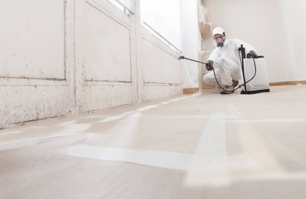 24/7 Emergency Basement Mold Remediation experts in Mineola, TX