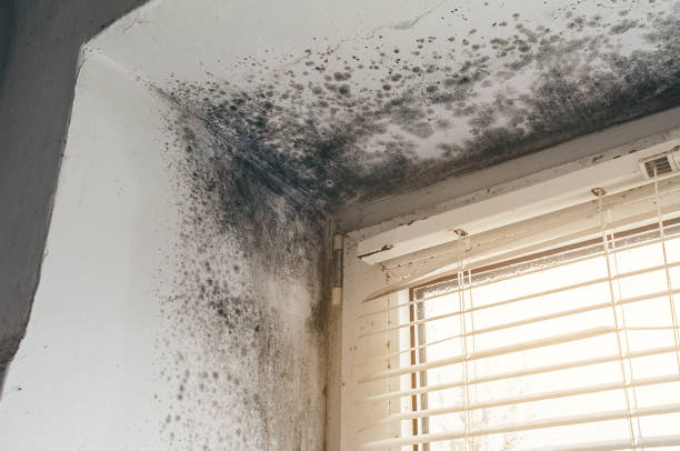 Affordable Basement Mold Remediation solutions in Mineola, TX